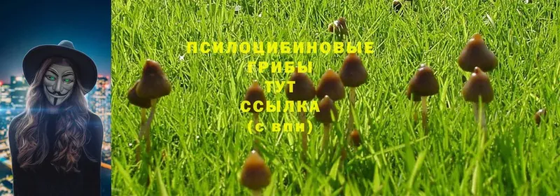 мориарти официальный сайт  Светлоград  Псилоцибиновые грибы Psilocybe 